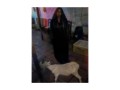 magia-negra-porto-alegre-bruxa-fernanda-small-3