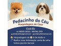pedacinho-do-ceu-hospedagem-para-caes-small-0